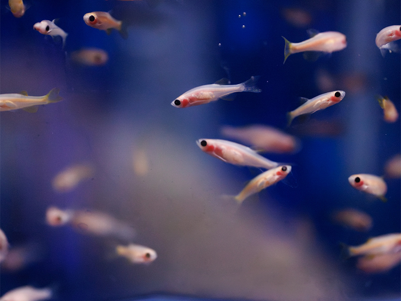 closeup of zebrafish in a tank